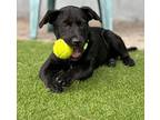Owen $475 Labrador Retriever Puppy Male