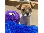 Bluey Rat Terrier Puppy Male