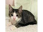 Steve Domestic Shorthair Young Male