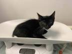 Lovey Domestic Shorthair Kitten Female