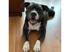 Adopt Max a American Bully, Pit Bull Terrier