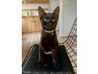 Adopt Pirate (and Sysy) a Bombay, Domestic Short Hair