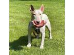 Adopt Samuel M Good a Bull Terrier