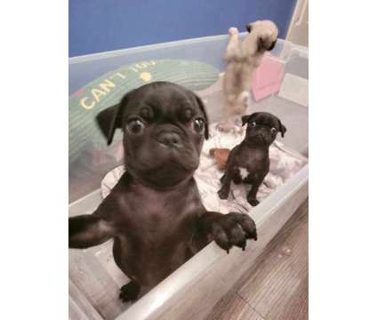 pug puppies is a Male Pug Puppy For Sale in Mechanicsville VA