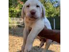 Labrador Retriever Puppy for sale in Riverhead, NY, USA