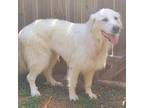 Ivory JuM Great Pyrenees Adult Female