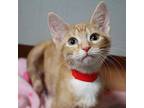 Henley Domestic Shorthair Kitten Female