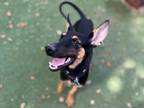 Sun Doberman Pinscher Young Female