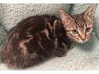 Abby girl Domestic Shorthair Kitten Female