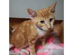 Heath Domestic Shorthair Kitten Male