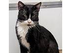 Tommy Domestic Shorthair Senior Male