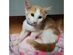 Hayes Domestic Shorthair Kitten Male