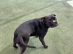 Nalia American Staffordshire Terrier Adult Female