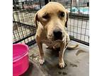 Cauliflower Labrador Retriever Senior Female