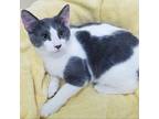 Karson Domestic Shorthair Kitten Male