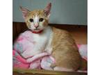 Helena Domestic Shorthair Kitten Female