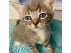 Milano Domestic Shorthair Kitten Female