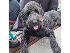 Tomoe Poodle (Standard) Adult Male