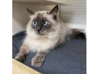 Anastasia Siamese Adult Female