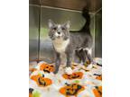 Chunk Domestic Shorthair Adult Female