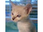 Elsa Domestic Shorthair Kitten Female