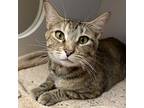 Cheyenne, Domestic Shorthair For Adoption In North Boston, New York