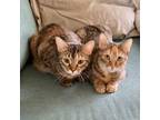 Adopt Isla and Maxine a Domestic Short Hair