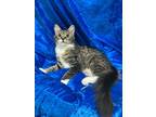 Adopt Moon a Maine Coon