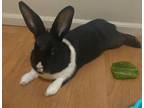 Adopt Penelope - Beautiful & Friendly Young Bunny a Dutch