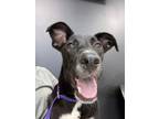 Adopt Sweet Pea a Whippet, Miniature Pinscher