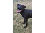 Adopt Remington (Remi) a Pit Bull Terrier