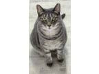 Adopt Cupboard Kitty (CC) a Domestic Short Hair