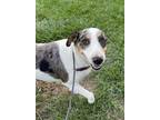 Adopt Lydia a Bull Terrier, Catahoula Leopard Dog