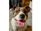 Adopt Sweet Bria a Staffordshire Bull Terrier, Mixed Breed