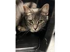 Ivy, Domestic Shorthair For Adoption In Bloomington, Indiana