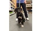 Adopt Socks a Pit Bull Terrier, Labrador Retriever