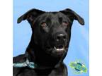 Adopt Billy a Mixed Breed