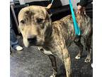 Adopt TUNA a Brindle American Staffordshire Terrier / Mixed dog in Casa Grande