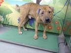 Adopt TEDDY RUXPIN a Red/Golden/Orange/Chestnut Mastiff / Mixed dog in Waco