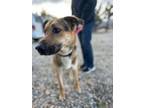 Adopt SCOUT a Tricolor (Tan/Brown & Black & White) German Shepherd Dog / Mixed