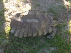 Adopt Sulcata Tortoises-5 a Tortoise reptile, amphibian, and/or fish in