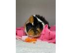 Adopt Ellie a Brown or Chocolate Guinea Pig / Guinea Pig / Mixed small animal in