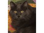 Adopt Sassy a Gray or Blue Domestic Mediumhair (medium coat) cat in Savannah