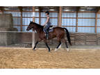 Easy and quiet gelding jumping 2'6" courses.
