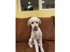 Adopt COCO II a White Poodle (Miniature) / Mixed dog in La Verne, CA (37017416)