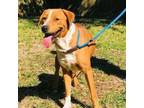 Adopt Digby - FOSTER HOME NEEDED! a Labrador Retriever, Beagle