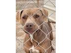 Adopt Cinnamon a Pit Bull Terrier / Labrador Retriever dog in Crosbyton
