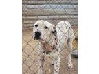 Adopt Spots a White - with Black Pit Bull Terrier / Dalmatian dog in Crosbyton