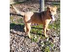 Adopt Tanner a Red/Golden/Orange/Chestnut - with Black Mastiff / Mixed dog in