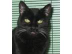 Adopt Dixie a Black (Mostly) Domestic Shorthair (short coat) cat in Libby